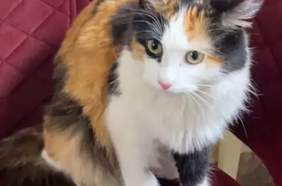 Найденные животные Киевский, фото: Найдена кошка, 4, Киевский - сидела на дереве, ориентирована на человека