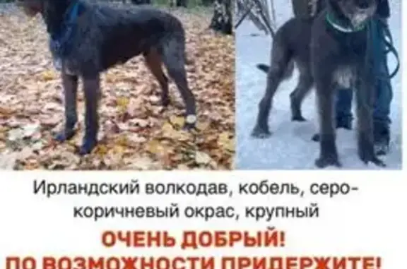 Пропал собака, Профсоюзная улица, 109 к2, Москва - очень большой - photo