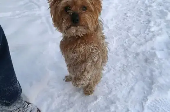 Найдена собака, Калининград, фото: Найден собака, улица 9-го Апреля, 42, Калининград - замёрз, ждёт хозяев