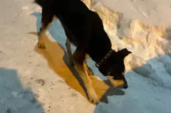 Найдена собака, Казань, фото: Найден собака, улица Павлюхина, 110Г, Казань - добрый и послушный