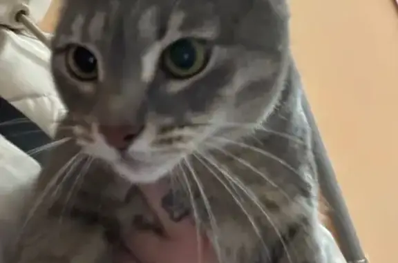 Найдена кошка, Чебоксары, фото: Найдена кошка, улица Сергея Бутякова, Чебоксары - около магнита на Солнечном