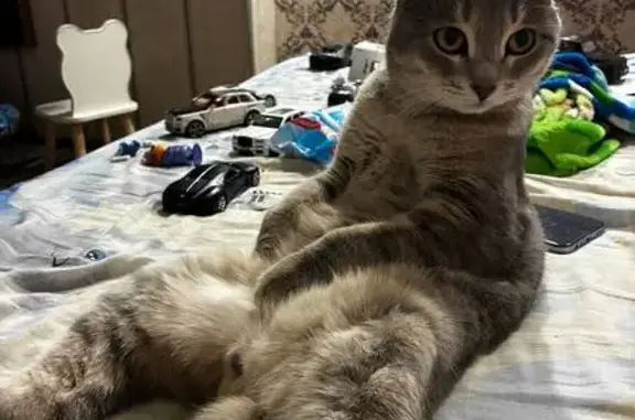 Кошки потеряшки, Чита, фото: Потеряшка кот, Железобетонная улица, 2Б с2, Чита