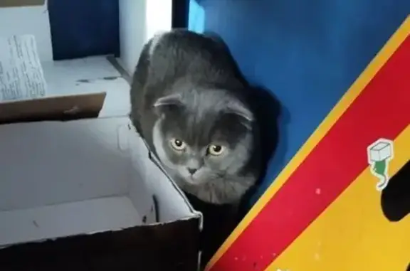 Найдена кошка, Тюмень, фото: Найдена кошка, Военная улица, 21, Тюмень - вислоухая шотландская
