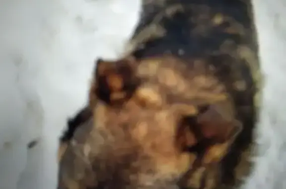 Найдена собака, Марково, фото: Найден собака, 36А, Марково - в ошейнике, черно-рыжий окрас