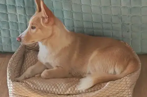 Пропала собака, мужской, Новосибирск, Новосибирская область - ненавидит автомобили - photo