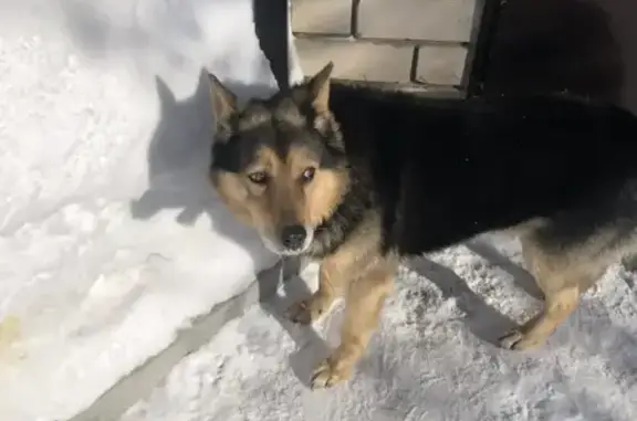 Объявления о пропавших и найденных животных, Волжск, фото: Найден собака, мужской, Волжск, Марий Эл - в ошейнике с железными клепками