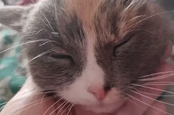 Найдена кошка, 1-я Вокзальная улица, 68/32, Ярославль - примерный возраст 2 года - photo