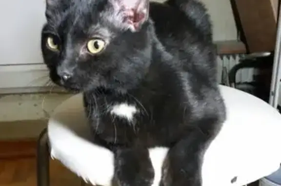 Найденные животные Дмитров, фото: Найден кот, Загорская улица, Дмитров - чёрный с белым пятном на шее