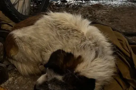 Найден собака, мужской, улица Ленина, 80, Михайловск - бело-коричневая дворняжка - photo