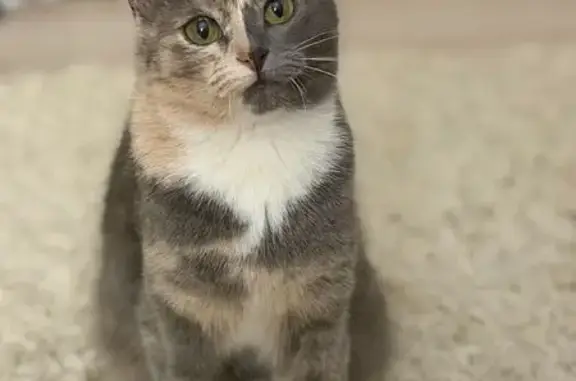 Найдена кошка, Ульяновск, фото: Трёхцветная кошка найдена на Ливанова, Ульяновск