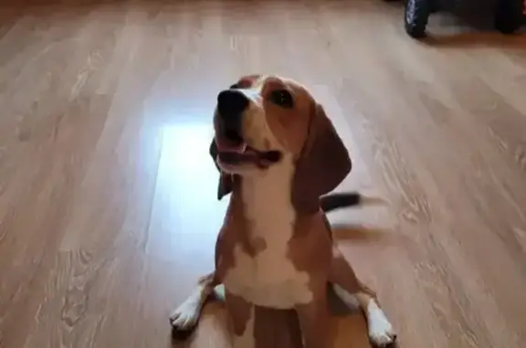 Найдена собака, Митькино, фото: Найдена собака, девочка, Митькино, Московская область