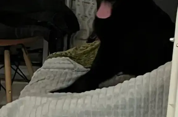 Найден собака, мужской, улица Будённого, Краснодар - ухоженный, когти короткие - photo