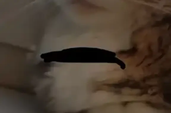 Пропала кошка, проспект Дружбы, 36, Новокузнецк - 3-х цветная чёрно-бело-серая - photo