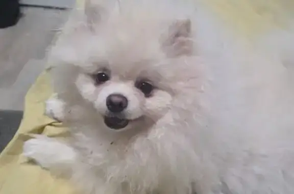 Пропал собака, улица Розы Землячки, 12, Соликамск - беленький, вес 6 кг - photo