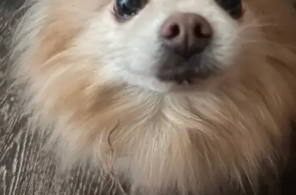 Пропала собака, улица Севрюкова, 53, Ставрополь - женская, клеймо на пузе - photo