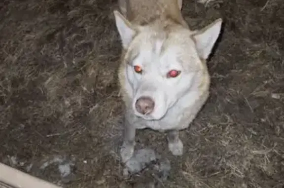 Найдена собака, Чита, фото: Найдена собака, улица Ползунова, 24, Чита - очень дружелюбная, исхудавшая