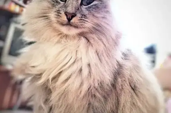 Пропала кошка, улица Карла Маркса, 74, Торопец - стерилизованная с одним ухом - photo