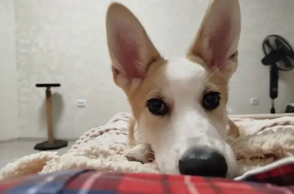 Найден собака, улица Куйбышева, 4, Тамбов - бело-рыжий с черным градиентом - photo