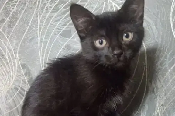 Пропала кошка, улица Олега Кошевого, 11, Реж - чёрный котёнок с белыми пятнами - photo