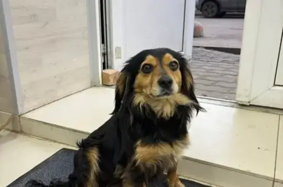 Найдена собака, Ставрополь, фото: Найдена собака, женский пол, улица Доваторцев, 90/3, Ставрополь - очень спокойная и ласковая