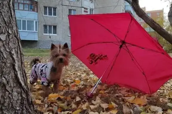 Пропала собака, 8-й Степной переулок, 34, Тюмень - тёмно-стальной окрас - photo