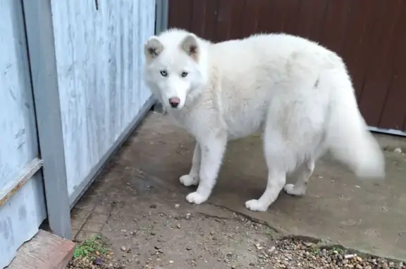 Объявления о пропавших и найденных животных, Тимашевск, фото: Найдена собака, Интернациональная улица, 37, Тимашёвск