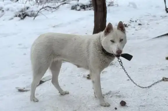 Пропала собака, улица Яна Райниса, 47, Псков - хаски с голубыми глазами - photo