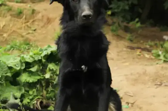 Пропал собака, мужской, Тутаевское шоссе, 75, Ярославль - чепрачный окрас, очень пугливый - photo