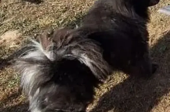 Объявления о пропавших и найденных животных, Саров, фото: Пропала собака, Путь Ленина, Саров - чёрный чау чау