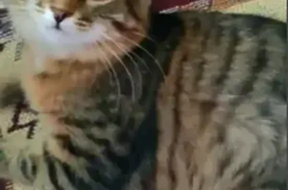 Пропала кошка, Саранск, Мордовия - полосатая с черепаховым окрасом - photo