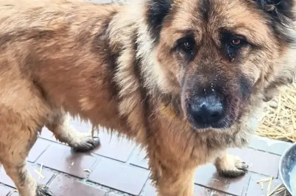 Найден собака, Елизаветинская, пушистый и красивый - photo