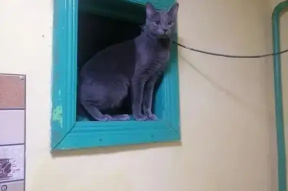 Пропала кошка, улица Кондратьева, 89, Горячий Ключ - пепельный цвет, красное пятнышко на голове - photo