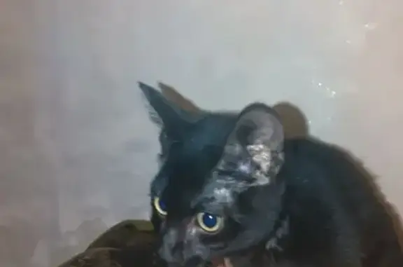 Найдена кошка, Кемерово, фото: Найдена кошка, Родниковая улица, 1, Кемерово - чёрный ласковый подросток
