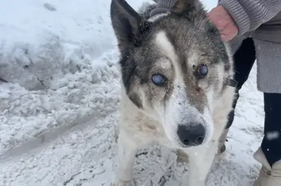 Найдена собака, Бараново, фото: Найдена собака, Речная улица, Бараново - старая и упитанная