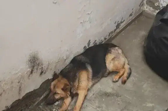 Найдена собака, Ставрополь, фото: Найден собака, улица Доватортцев, 90А, Ставрополь - молодой пёс в ошейнике