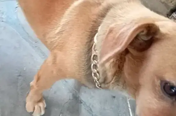 Пропала собака, женский пол, Агролесная улица, Красюковская - photo