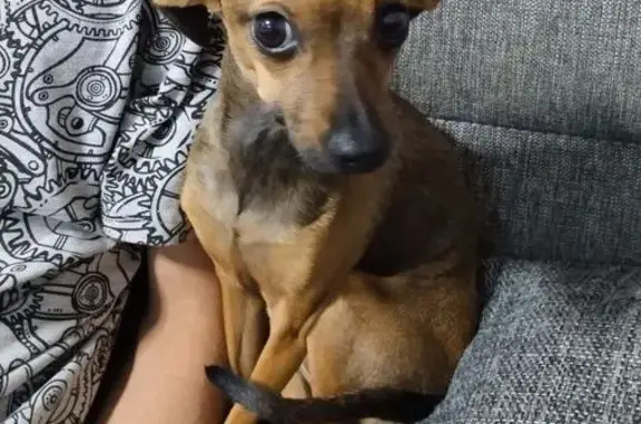 Пропала собака, проспект Энгельса, 149 к3, Санкт-Петербург - окрас коричнево-рыжий - photo