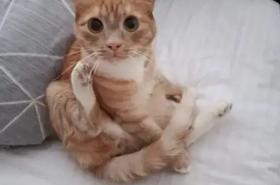 Кошки потеряшки, Челябинск, фото: Потеряшка кот, улица Чайковского, 54, Челябинск - рыжий с белыми пятнами