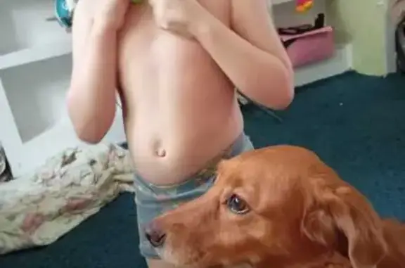 Пропала собака, женский пол, улица Ерёменко, Ростов-на-Дону - рыжая с оранжевым ошейником - photo