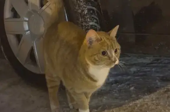 Найдена кошка, Саранск, фото: Найдена кошка, проспект Российской Армии, 14, Саранск - громко мяукает