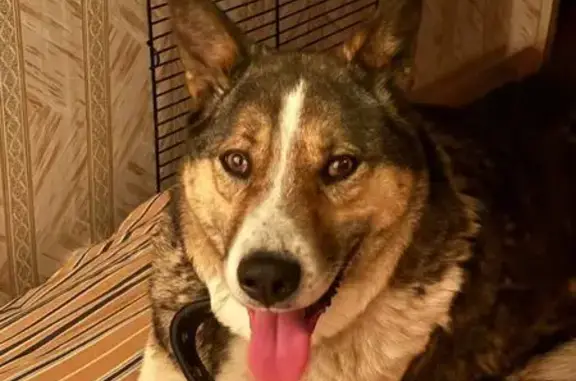 Пропала собака, Хрустальный переулок, Ульяновск - белая кисточка на хвосте - photo