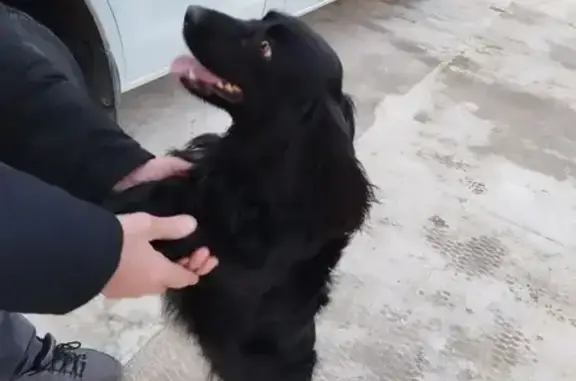 Найденные животные Свободный, фото: Найдена собака, Свободный, Амурская область - на трассе между Благовещенском и Свободным