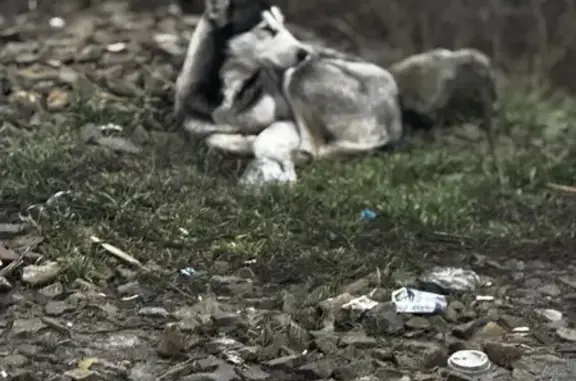 Найдена собака, Истоминское, фото: Найдена собака хаски, Истоминское сельское поселение, Ростов-на-Дону — Волгодонск