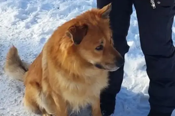 Пропала собака, 1-й Милиционный переулок, 57, Шахты - рыжий окрас, правое ухо заломлено - photo