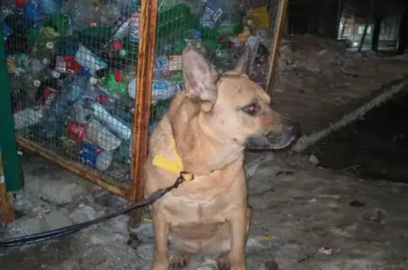 Найдена собака, Ангарск, фото: Найдена собака, 9, Ангарск - спокойная, на поводке