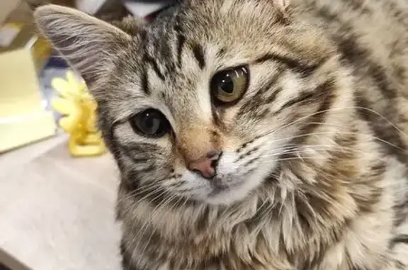 Кошки потеряшки, Избербаш, фото: Потеряшка кот, улица Маяковского, 108Б, Избербаш - пушистый хвост