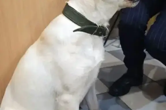 Найдена собака, Чебоксары, фото: Найдена собака, Водопроводная улица, 22, Чебоксары - белая с зелёным ошейником