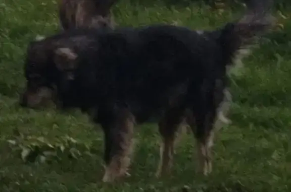 Пропал собака, мужской, сельское поселение Деревня Лавровск, Козельск - photo