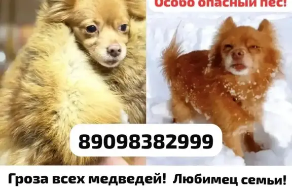 Собаки потеряшки, Петропавловск-Камчатский, фото: Потеряшка собака, Вишнёвая улица, Петропавловск-Камчатский - рыжая с карими глазами