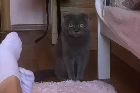 Пропала кошка, улица Революции, 8, Дзержинск - серая вислоухая - photo